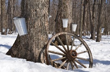 Québécoise ー ケベコワーズの画像