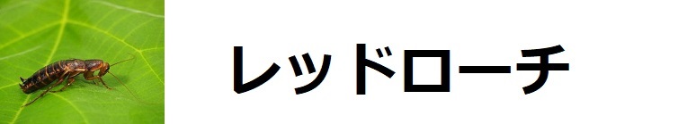 レッドローチ