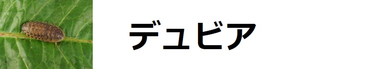 デュビア 通販 カエル、レオパの餌ならワーニングカラーズへ