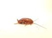 レッドローチSサイズ約1cm250匹の画像