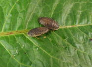 デュビア 通販 カエル、レオパの餌ならワーニングカラーズへ