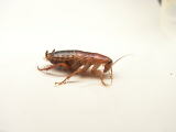 レッドローチMサイズ（大）２００匹 約1.5cm〜2cmの画像