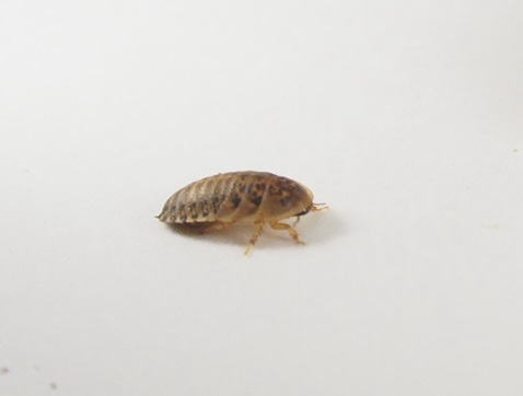 デュビア 通販 カエル、レオパの餌ならワーニングカラーズへ デュビア 通販 カエル、レオパの餌ならワーニングカラーズへ