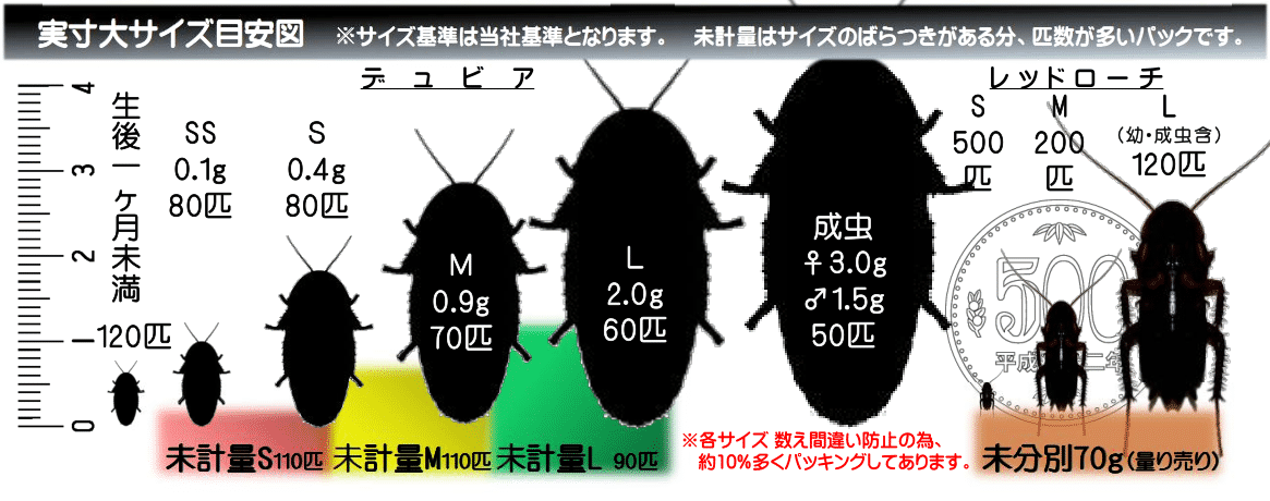 デュビア 通販 カエル、レオパの餌ならワーニングカラーズへ デュビア 通販 カエル、レオパの餌ならワーニングカラーズへ
