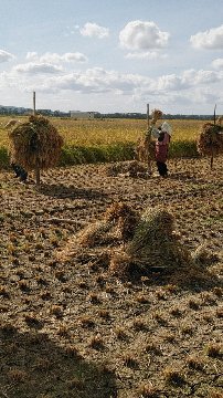 有機栽培米（JAS認証）・自然乾燥（天日干し）合鴨農法　あきたこまち　10kg（2kg×5袋）（直送・送料無料）画像