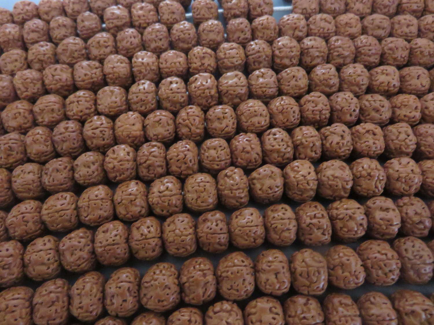 金剛菩提樹 念珠 数珠 ルドラクシャの画像