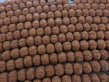金剛菩提樹 念珠 数珠 ルドラクシャの画像