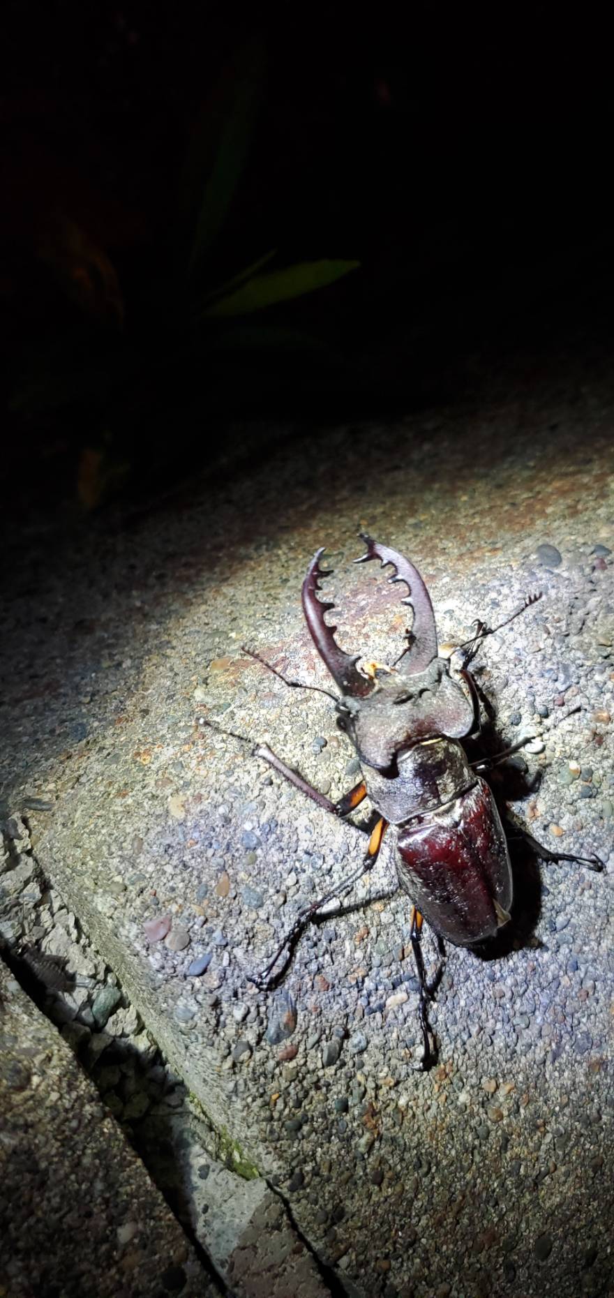 エゾ型ミヤマクワガタとは｜Beetle House カブ王 - 国産カブトムシと
