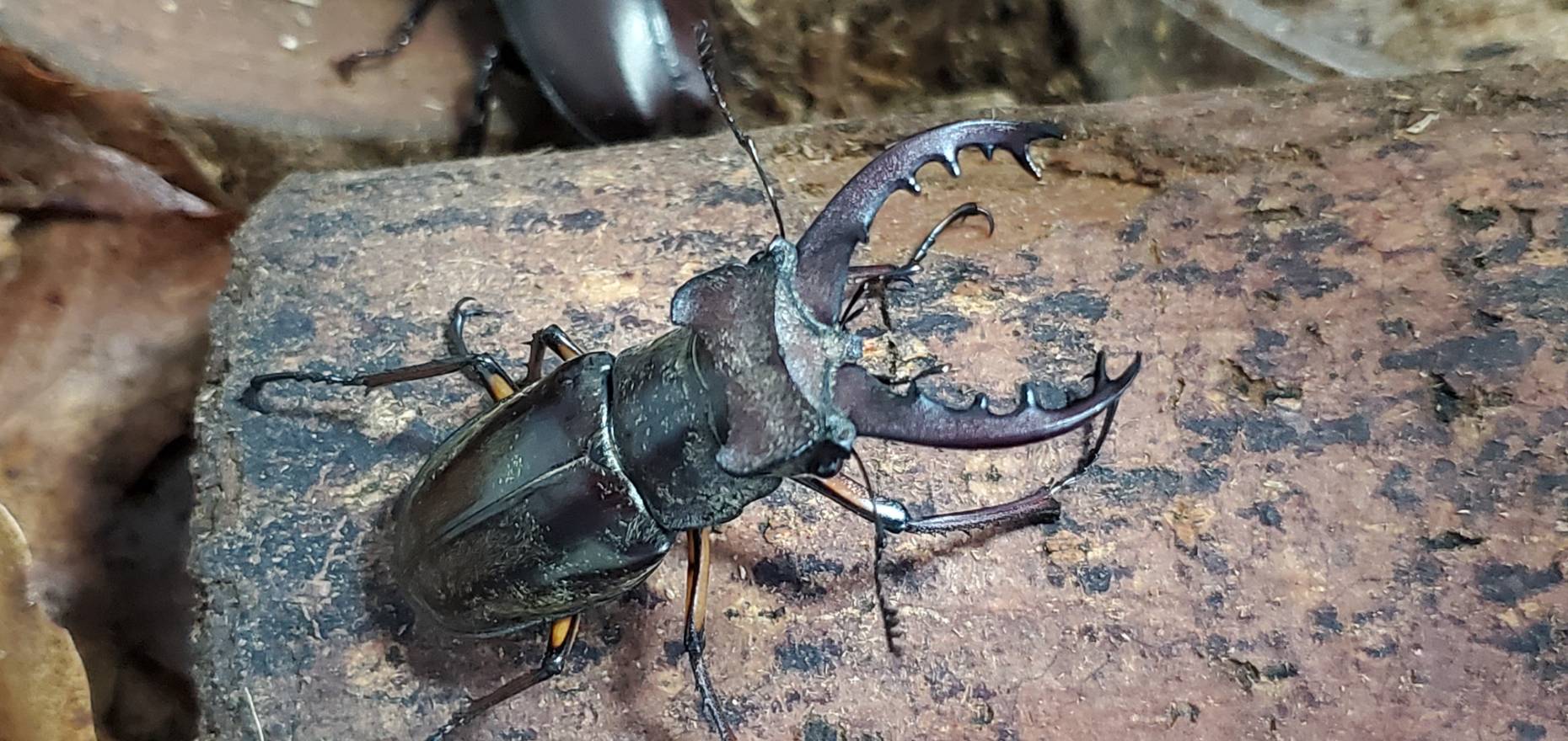 エゾ型ミヤマクワガタとは｜Beetle House カブ王 - 国産カブトムシと