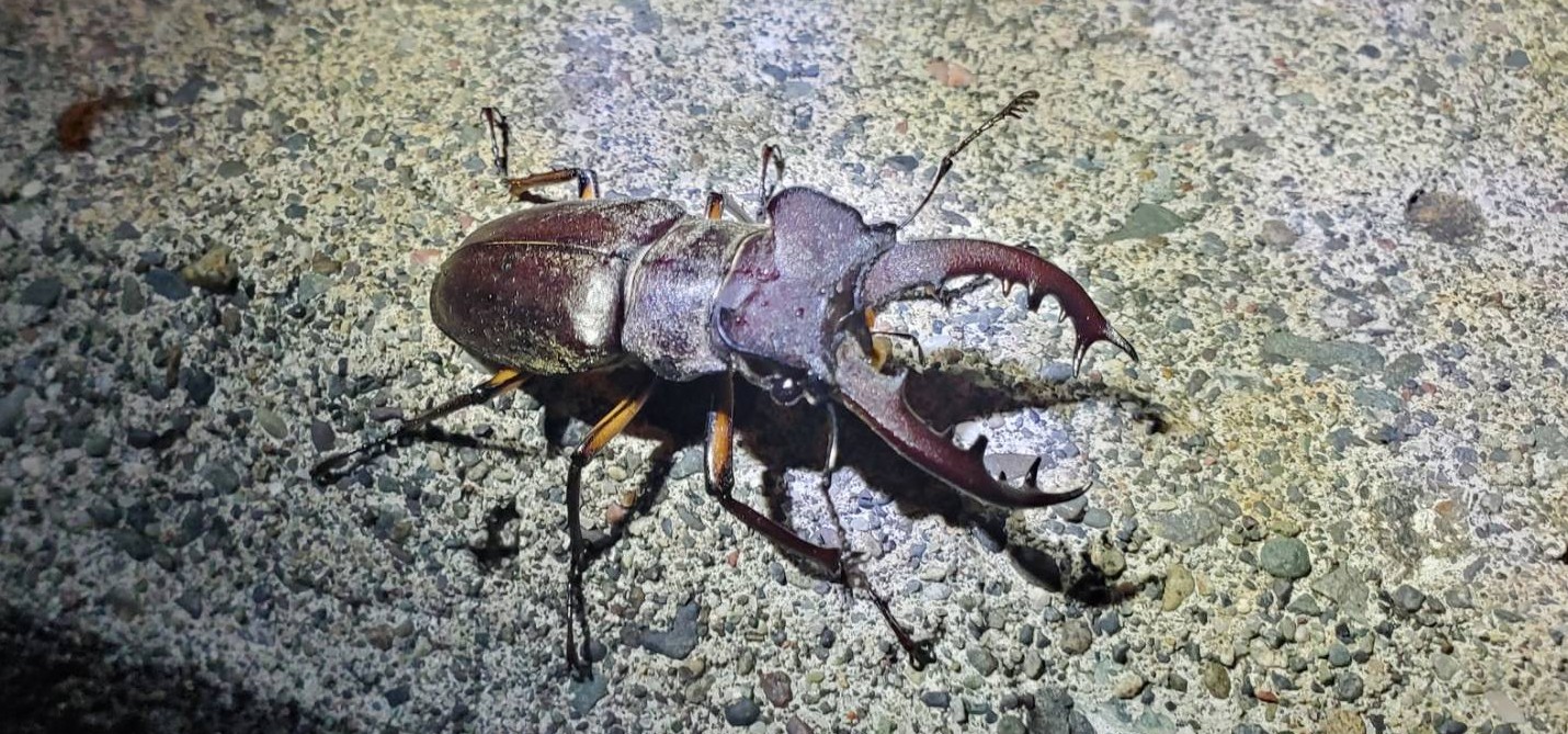 エゾ型ミヤマクワガタとは｜Beetle House カブ王 - 国産カブトムシと