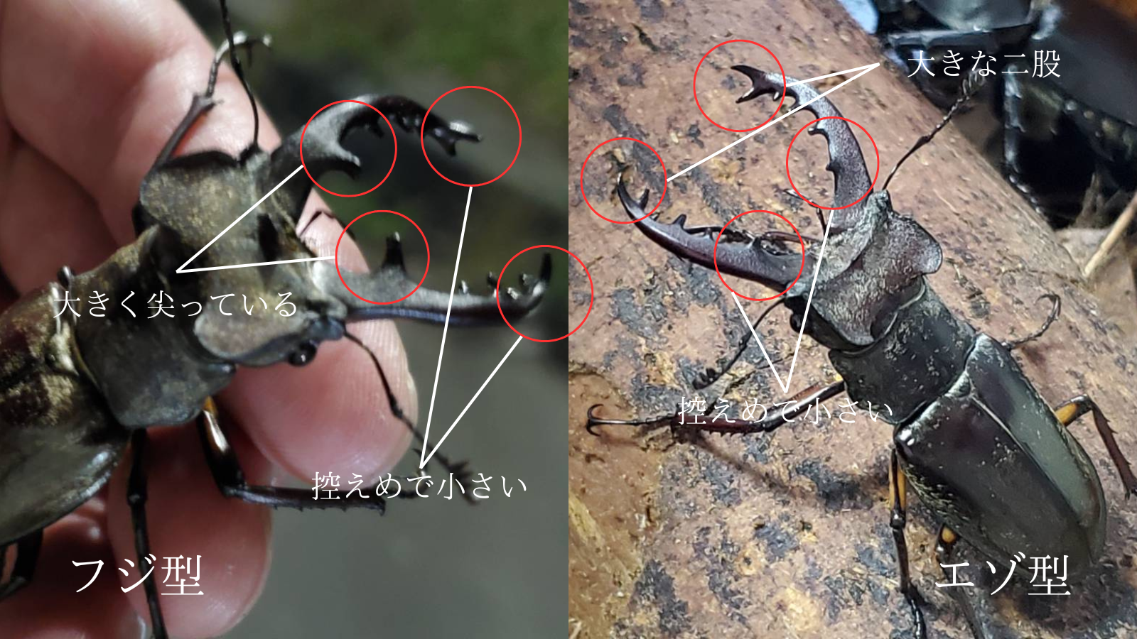エゾ型ミヤマクワガタとは｜Beetle House カブ王 - 国産カブトムシと