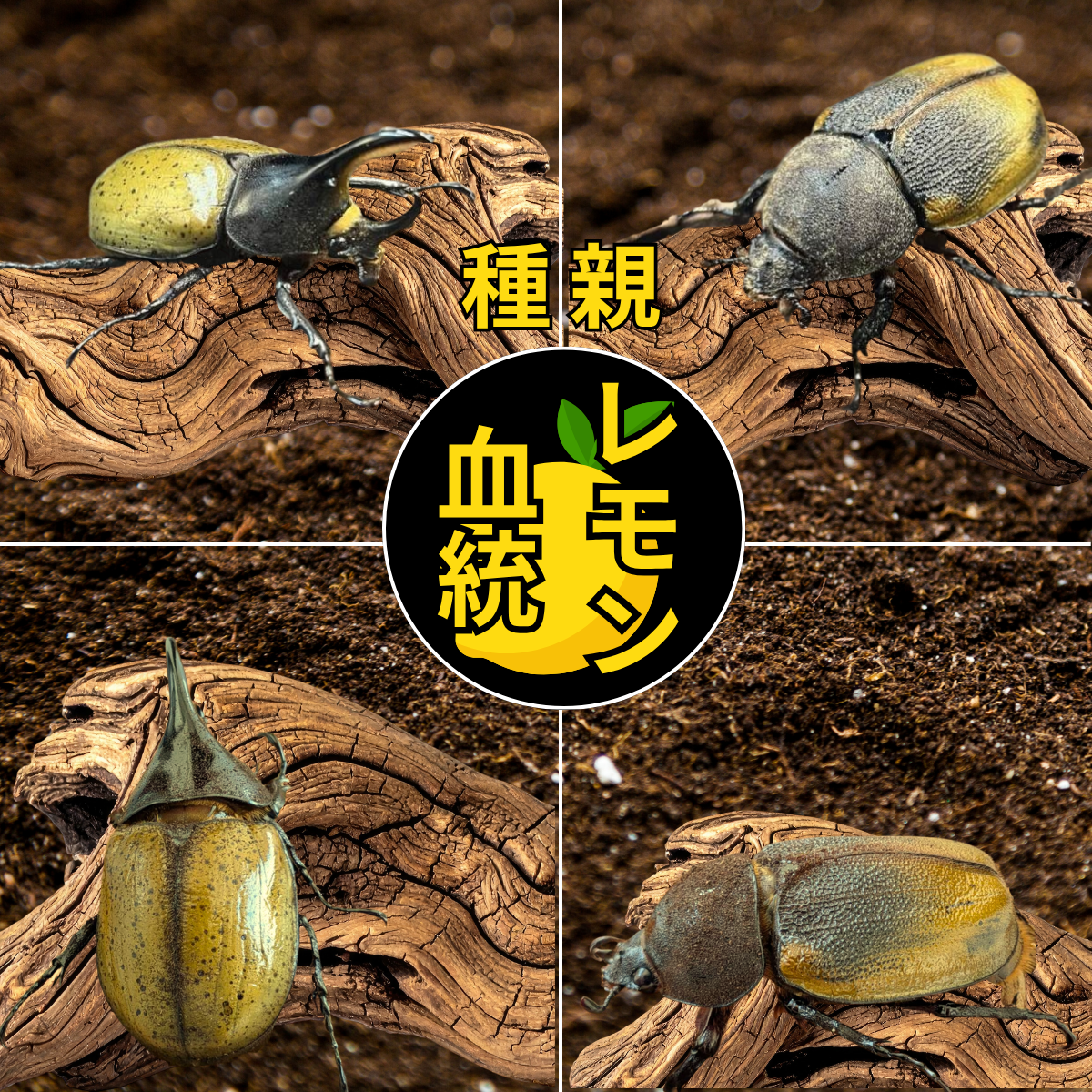 ヘラクレス・檸檬モリシマイ（レモン血統）とは｜Beetle House カブ王
