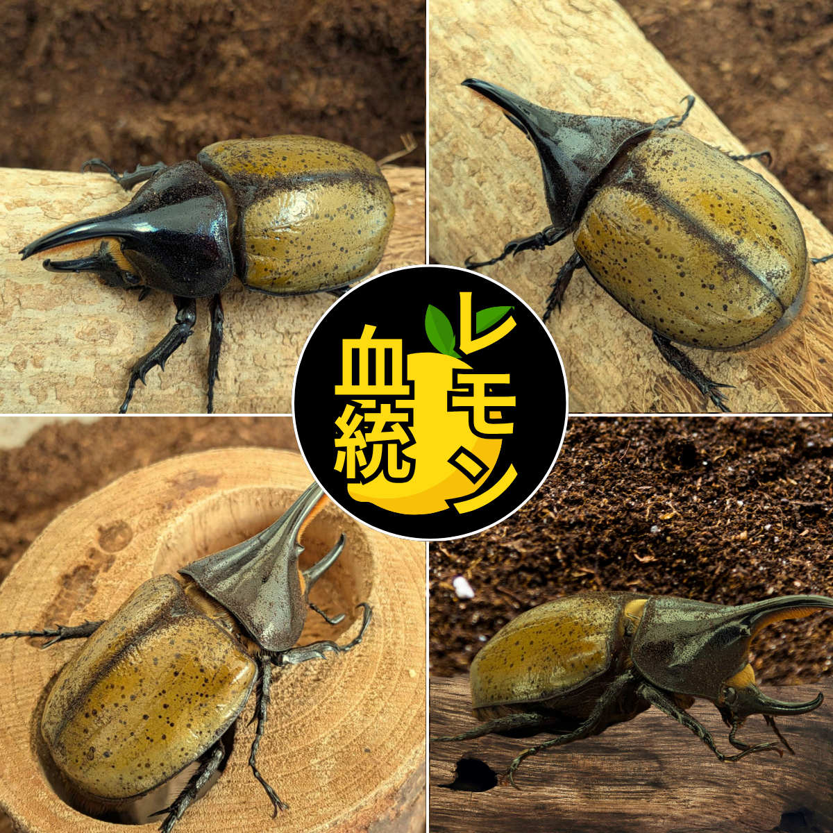 ヘラクレス・檸檬モリシマイ（レモン血統）とは｜Beetle House カブ王