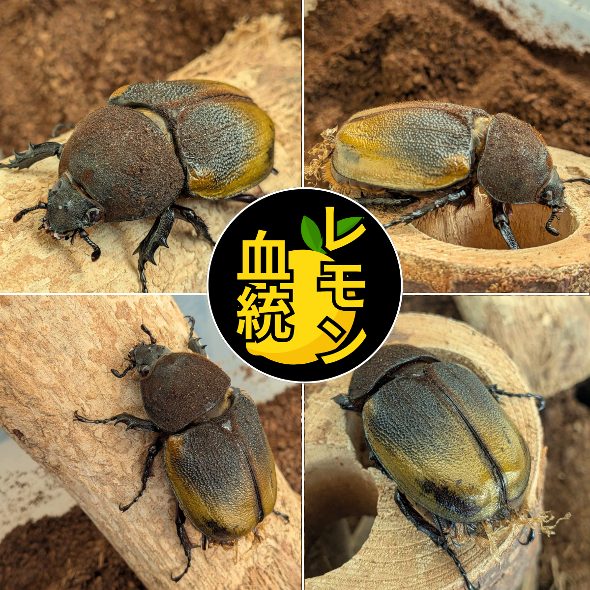 ヘラクレス・檸檬モリシマイ（レモン血統）とは｜Beetle House カブ王