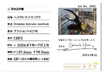 ヘラクレス・パスコアリ(ブラジルバイア州)初令幼虫5頭+1頭死着保証 CBF2 種親137.2mm×76.5mmの画像