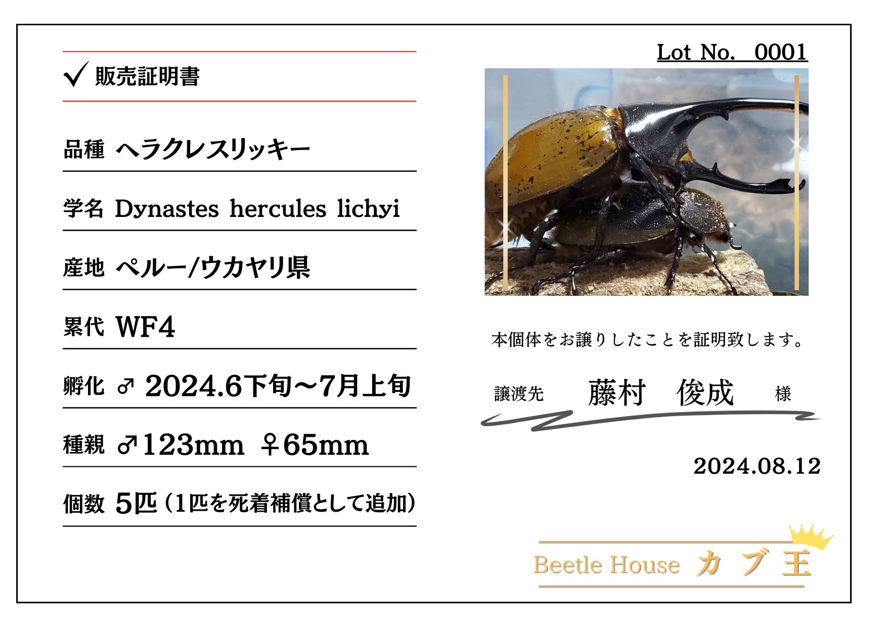 入手困難！ヘラクレス・リッキー(ペルーウカヤリ県)2令幼虫5頭+1頭死着保証 WF4 種親123mmX65mmの画像