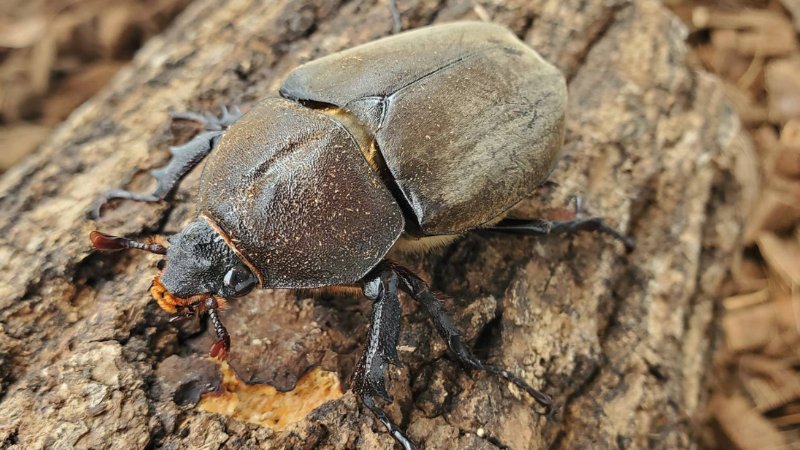 天然国産カブトムシ(北海道産)成虫オスメス 2ペアセット WD （♂♀フリーサイズ）の画像