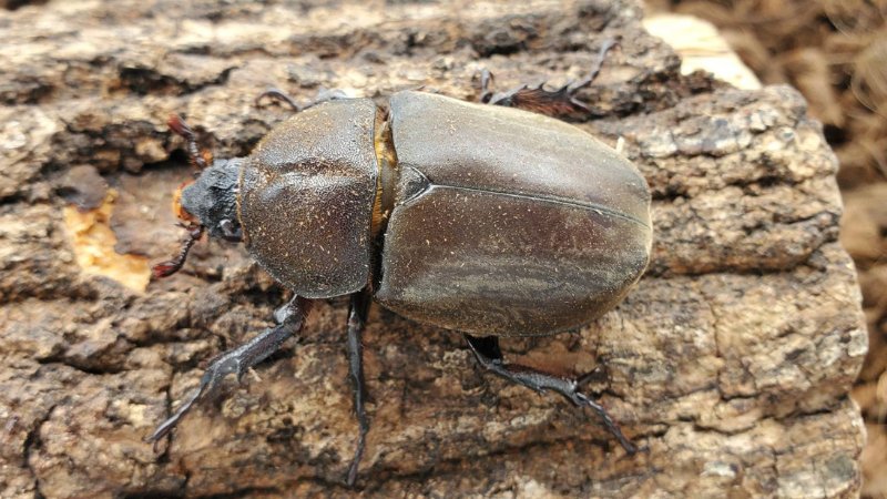 天然国産カブトムシ(北海道産)成虫オスメス 2ペアセット WD （♂♀フリーサイズ）の画像