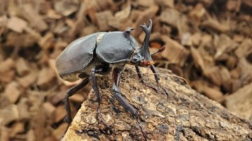 天然国産カブトムシ(北海道産)成虫オスメス 2ペアセット WD （♂♀フリーサイズ）の画像