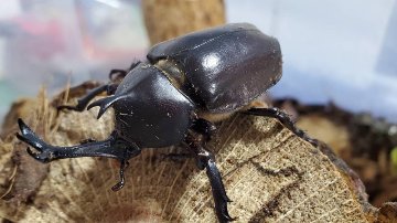 天然国産カブトムシ(北海道産)成虫オスメス 2ペアセット WD （♂♀フリーサイズ）の画像