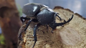 天然国産カブトムシ(北海道産)成虫オスメス 2ペアセット WD （♂♀フリーサイズ）の画像