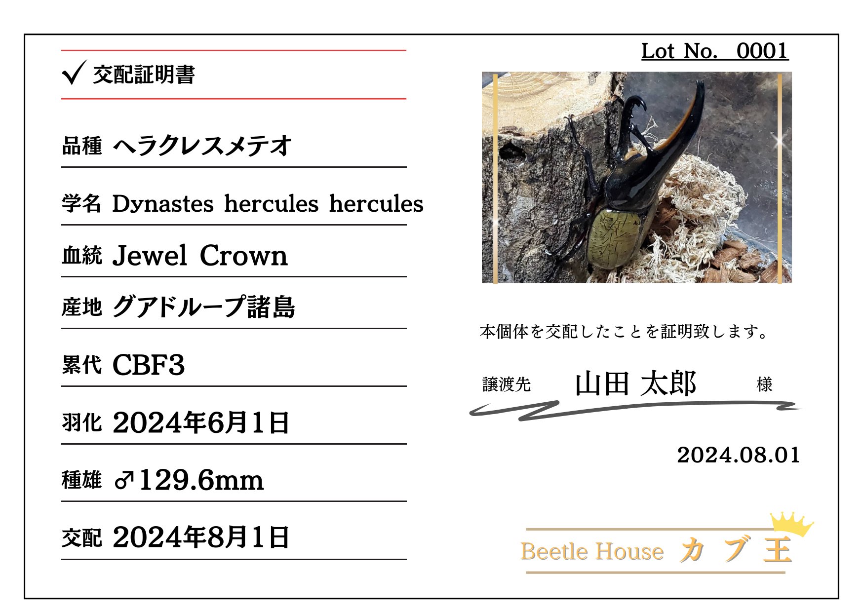 [血統種]DHヘラクレス・メテオ(グアドループ)種付け CBF3 種親129.6mm｜預ける→種付け→返却の画像