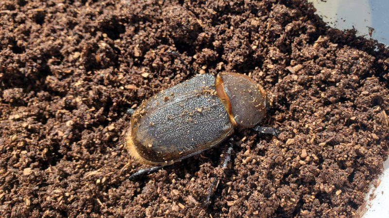 ヘラクレス・リッキー(ペルーウカヤリ県)初令幼虫5頭+1頭死着保証 WF4 種親123mm×65mmの画像