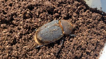 ヘラクレス・リッキー(ペルーウカヤリ県)初令幼虫5頭+1頭死着保証 WF4 種親123mm×65mmの画像