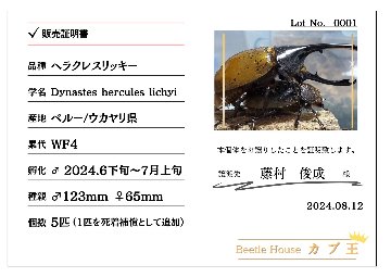 ヘラクレス・リッキー(ペルーウカヤリ県)初令幼虫5頭+1頭死着保証 WF4 種親123mm×65mmの画像