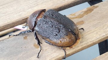 ヘラクレス・リッキー(ペルーウカヤリ県)初令幼虫5頭+1頭死着保証 WF4 種親123mm×65mmの画像