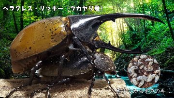 希少！ヘラクレス・リッキー(ペルーウカヤリ県)3令幼虫ペア2頭 WF4 種親123mmX65mmの画像