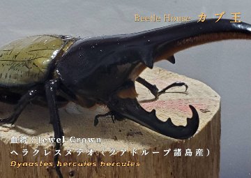 ヘラクレス・メテオ(Jewel Crown血統)初令幼虫4頭+1頭死着保証 F1 種親♂129.6mm×♀70mmの画像