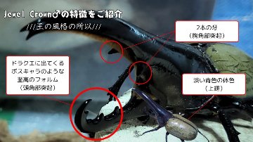 ヘラクレス・メテオ(Jewel Crown血統)初令幼虫4頭+1頭死着保証 F1 種親♂129.6mm×♀70mmの画像