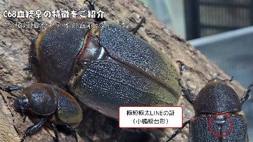 【新血統：JCC2502】ヘラクレス・メテオ(Jewel Crown血統)初令幼虫4頭+1頭死着保証 F1 種親♂129.6mm×♀74.0mmの画像