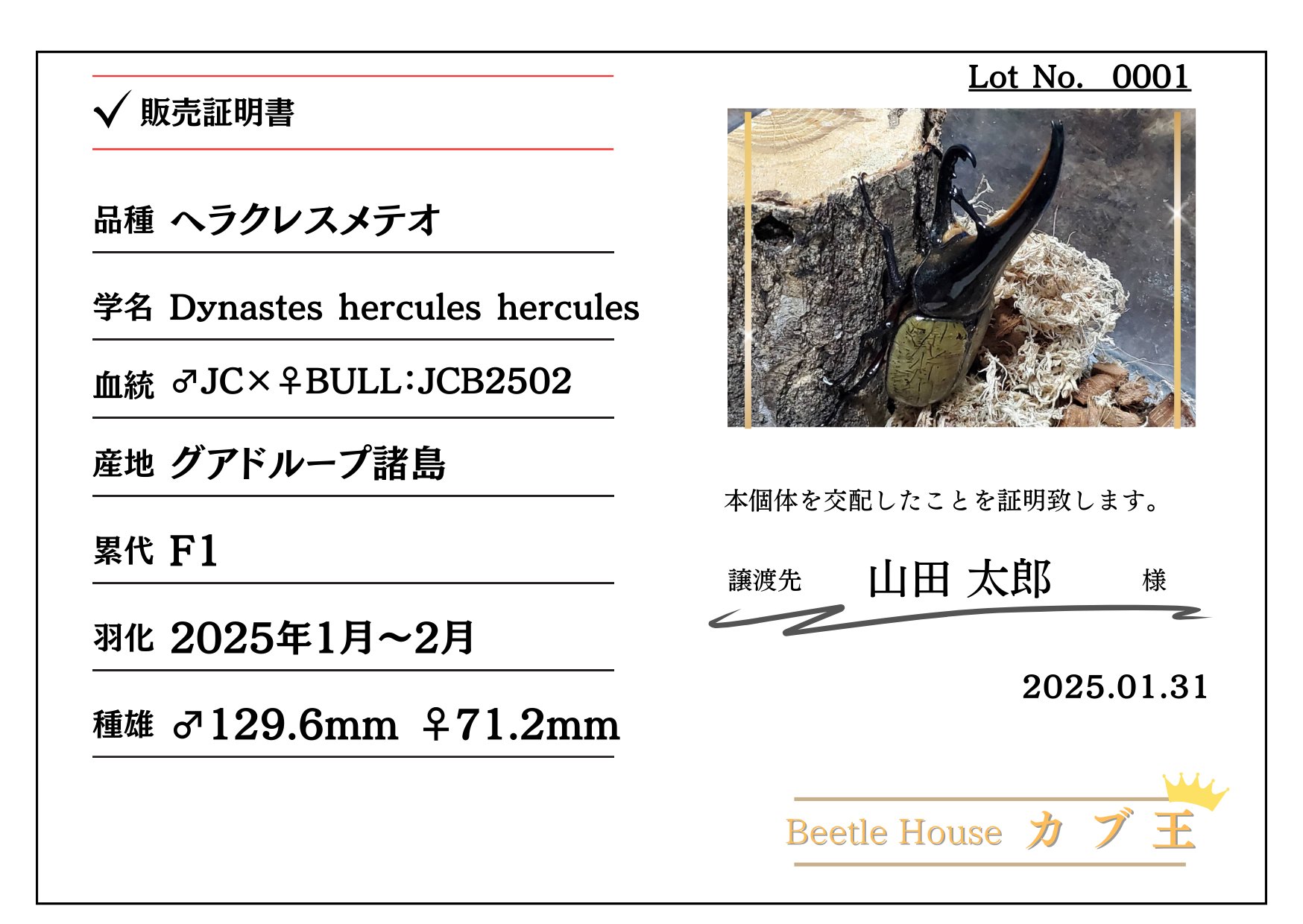 ヘラクレス・メテオ ♂Jewel Crown血統×♀3大血統（♀BULL,♀C68,♀パチセラスZ）2令幼虫15頭（各5頭）SETの画像
