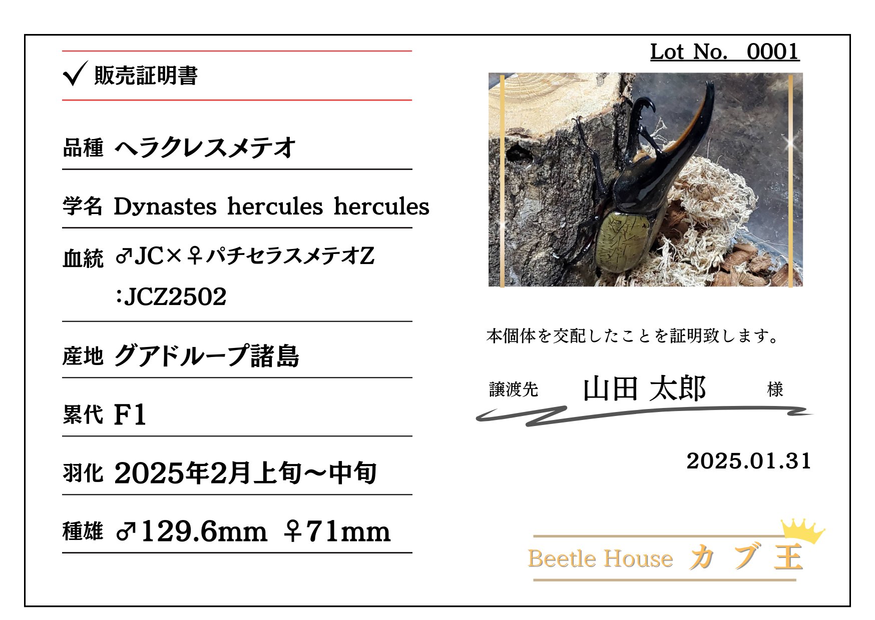 ヘラクレス・メテオ ♂Jewel Crown血統×♀3大血統（♀BULL,♀C68,♀パチセラスZ）2令幼虫15頭（各5頭）SETの画像