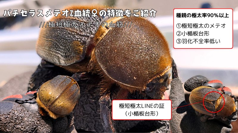 ヘラクレス・メテオ ♂Jewel Crown血統×♀3大血統（♀BULL,♀C68,♀パチセラスZ）2令幼虫15頭（各5頭）SETの画像