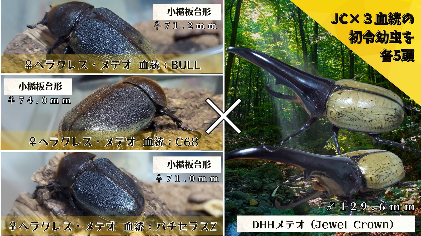 ヘラクレス・メテオ ♂Jewel Crown血統×♀3大血統（♀BULL,♀C68,♀パチセラスZ）2令幼虫15頭（各5頭）SETの画像