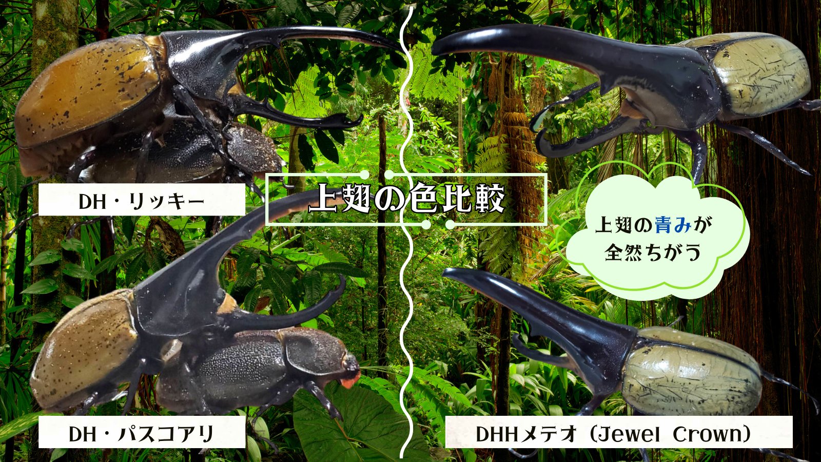 ヘラクレス・メテオ ♂Jewel Crown血統×♀3大血統（♀BULL,♀C68,♀パチセラスZ）2令幼虫15頭（各5頭）SETの画像