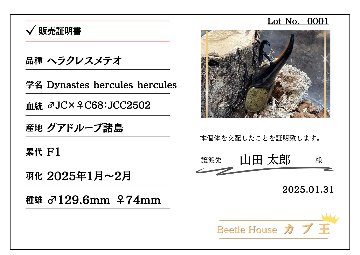 ヘラクレス・メテオ ♂Jewel Crown血統×♀3大血統（♀BULL,♀C68,♀パチセラスZ）2令幼虫15頭（各5頭）SETの画像