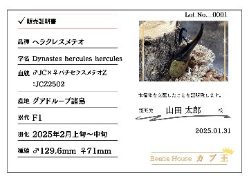 ヘラクレス・メテオ ♂Jewel Crown血統×♀3大血統（♀BULL,♀C68,♀パチセラスZ）2令幼虫15頭（各5頭）SETの画像