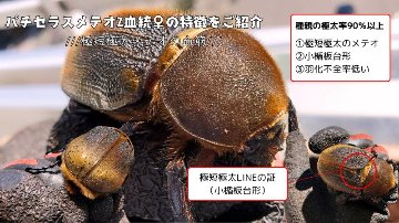 ヘラクレス・メテオ ♂Jewel Crown血統×♀3大血統（♀BULL,♀C68,♀パチセラスZ）2令幼虫15頭（各5頭）SETの画像