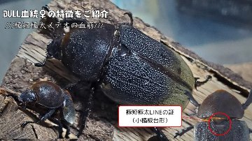 ヘラクレス・メテオ ♂Jewel Crown血統×♀3大血統（♀BULL,♀C68,♀パチセラスZ）2令幼虫15頭（各5頭）SETの画像
