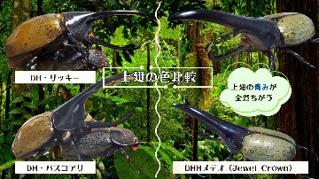 ヘラクレス・メテオ ♂Jewel Crown血統×♀3大血統（♀BULL,♀C68,♀パチセラスZ）2令幼虫15頭（各5頭）SETの画像