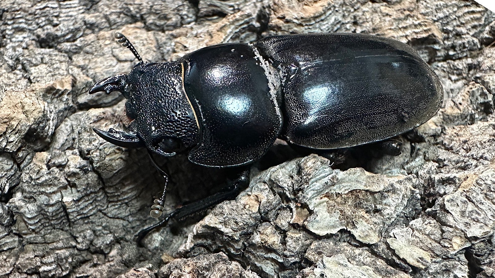 パラワンオオヒラタクワガタ成虫ペア(フィリピン産) ♂92mm♀44mm