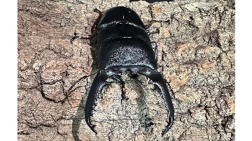 パラワンオオヒラタクワガタ成虫ペア(フィリピン産) ♂92mm♀44mm