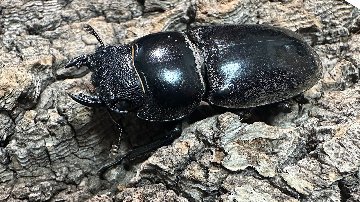 パラワンオオヒラタクワガタ成虫ペア(フィリピン産) ♂92mm♀44mm パラワンオオヒラタクワガタ成虫ペア(フィリピン産) ♂92mm♀44mm