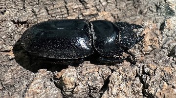 パラワンオオヒラタクワガタ成虫ペア(フィリピン産) ♂92mm♀44mm パラワンオオヒラタクワガタ成虫ペア(フィリピン産) ♂92mm♀44mm