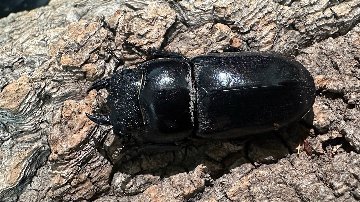 パラワンオオヒラタクワガタ成虫ペア(フィリピン産) ♂92mm♀44mm