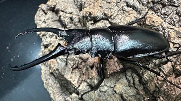 ギラファノコギリクワガタ成虫ペア(インドネシア産) ♂73mm